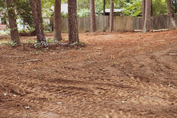Cleared land with remaining tree trunks and tire tracks, indicating recent tree removal by Capital City Tree Care in Baton Rouge, LA.