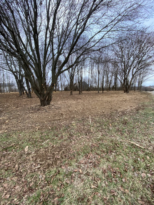 A large area of land cleared by forestry mulching, showing wood chips on the ground by Noble Landworks in Georgetown, KY.
