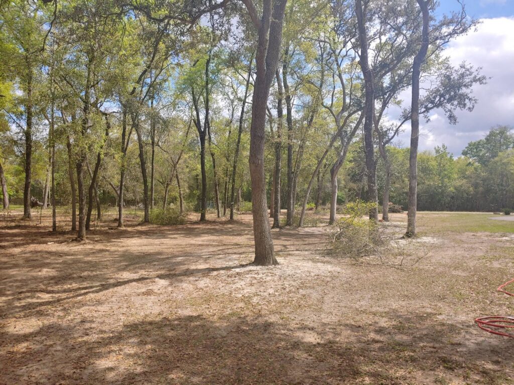 A residential area with cleared land and trimmed trees, showcasing work by Abbott Tree removal in Tallahassee, FL.