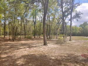 A residential area with cleared land and trimmed trees, showcasing work by Abbott Tree removal in Tallahassee, FL.