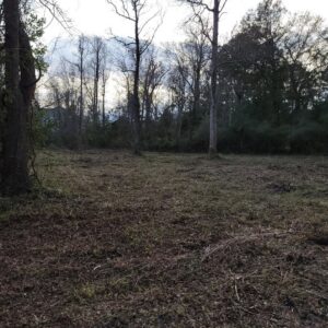 A recently cleared lot with visible tree stumps by Stewart Tree Service in Mount Pleasant, SC.
