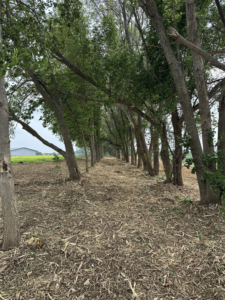 A cleared path with mulched trees, showcasing work by Dakota Timber Clearing LLC in Wagner, SD