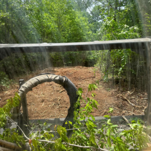 A newly cleared path through dense woods, demonstrating land management by Mighty Mouse Services in Winston-Salem, NC.