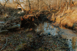 A stream bank with neatly piled logs and cleared tree debris after a tree service job by Deep roots tree care LLC in Duluth, MN.