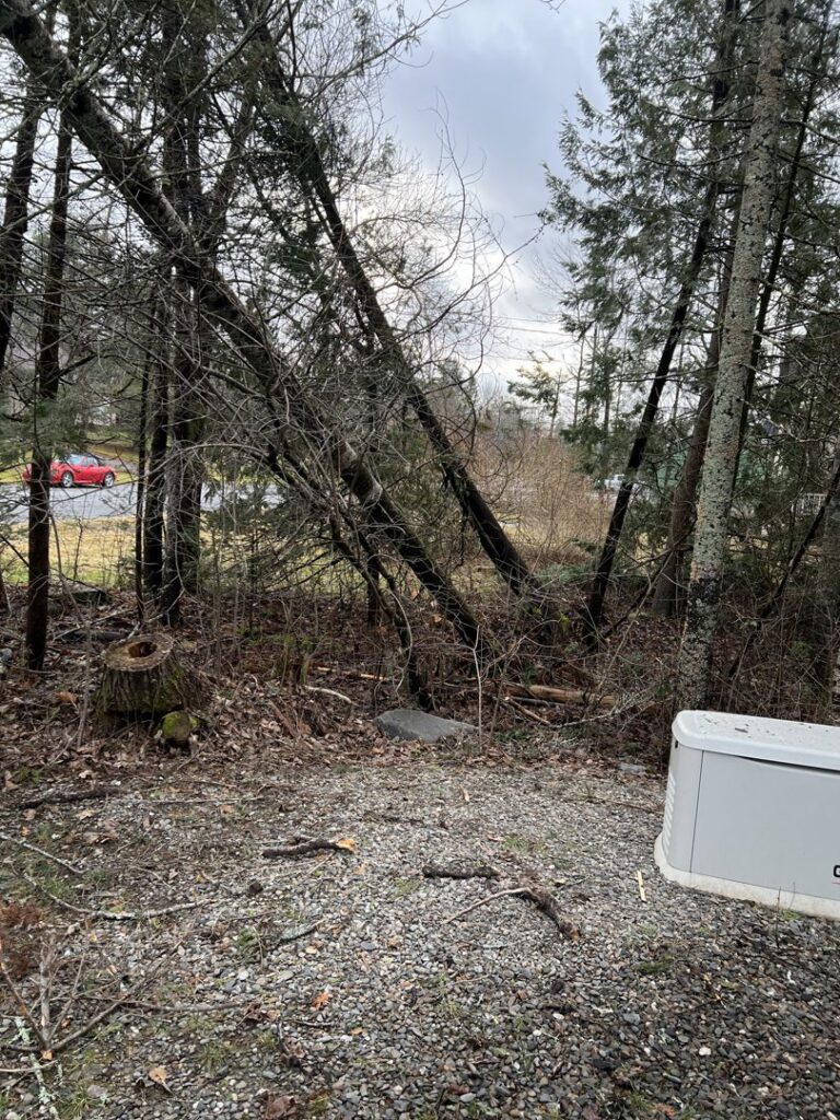 A wooded area showing several trees that have been cut down or cleared by BlueWater Tree Service, LLC in Bangor, ME.