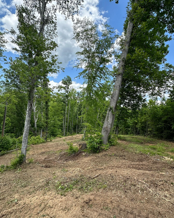 Recently cleared wooded land, showcasing site preparation services by Mighty Mouse Services in Winston-Salem, NC.