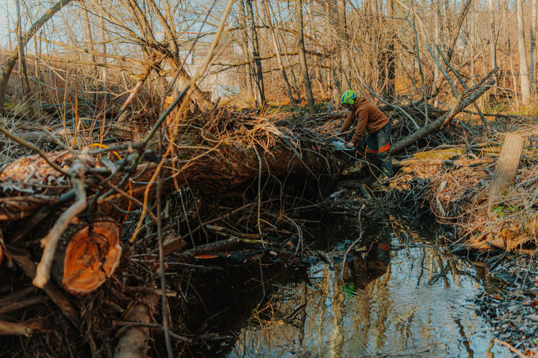 A tree service worker using a chainsaw to clear fallen trees and debris near a stream for Deep roots tree care LLC in Duluth, MN.