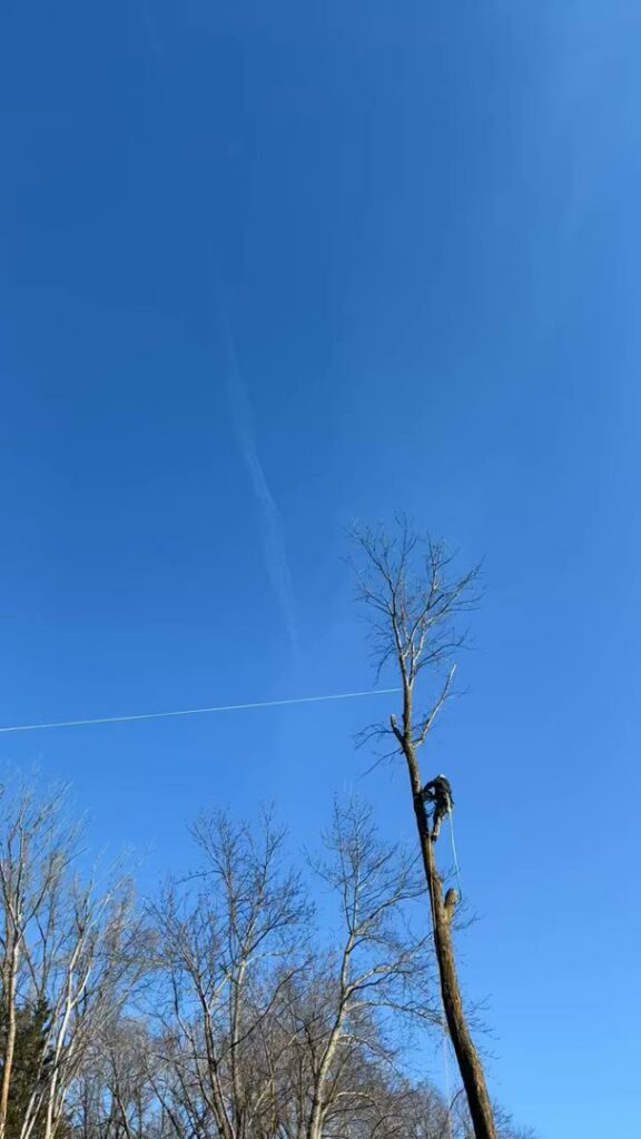 A climbing arborist performing tree trimming and removal high in a tree for JOCO Services LLC in Council Bluffs, IA.