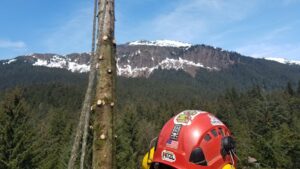 A red climbing helmet resting on a tree trunk, with a snowy mountain backdrop, used by Everybody's Tree Service in Juneau, AK.