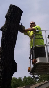 Close-up of a worker using a chainsaw to remove a tree section for Ike's Lawn & Tree Service in Zephyrhills, FL.