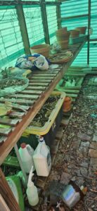 A cluttered greenhouse or shed filled with old pots, leaves, and gardening supplies, ready for cleanout by Clear Your Junk - Pearland, Houston, TX.
