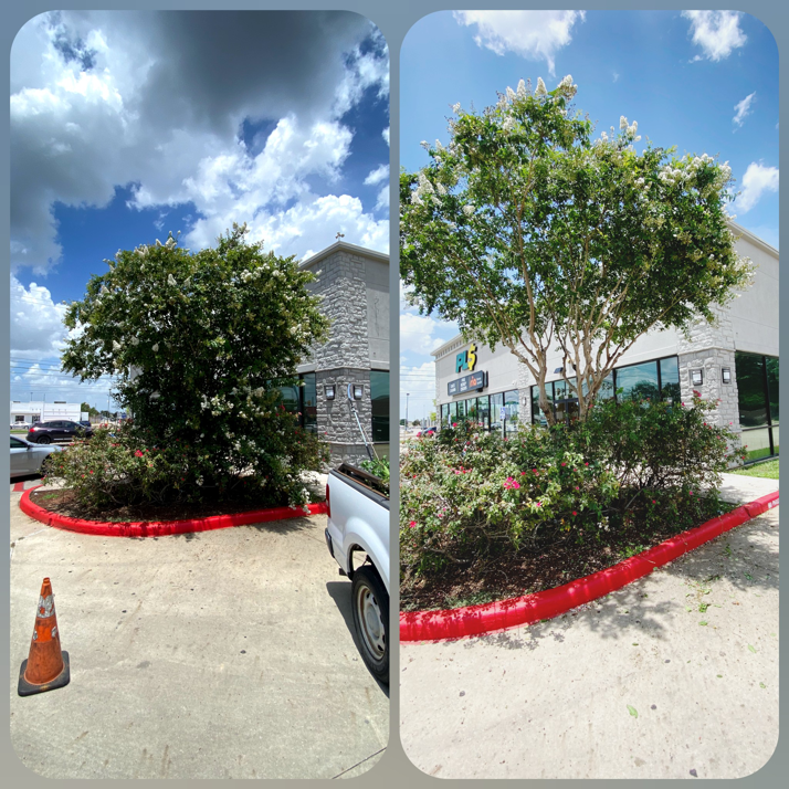 Before and after photos of commercial tree trimming by Ash Tree Service in Akron, OH.