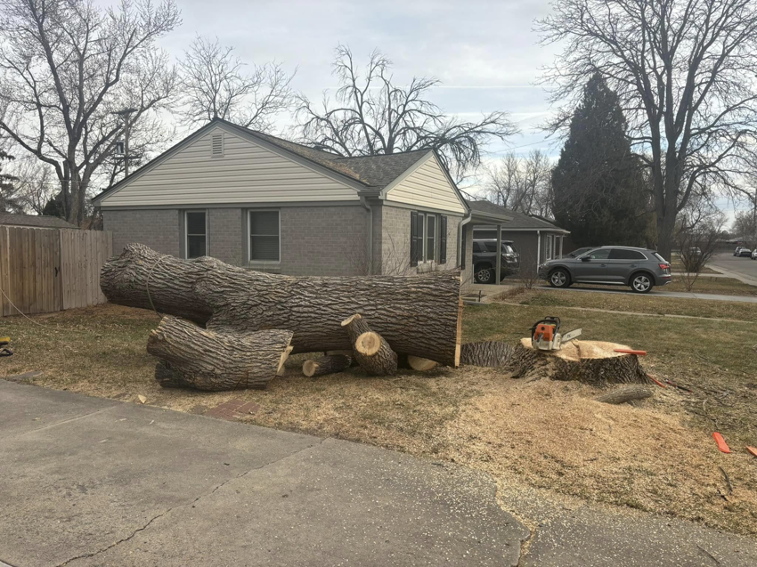 Large logs and a tree stump after a complete tree removal by Ace Tree Service in Denver, CO.