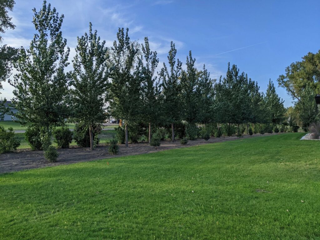 A completed installation of a deciduous tree row along a property line by Tree Rows 4 U in Bismarck, ND.