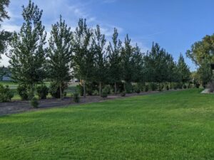 A completed installation of a deciduous tree row along a property line by Tree Rows 4 U in Bismarck, ND.