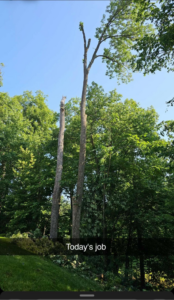Two tall tree trunks after a successful tree removal job completed by Mike's tree service in St. Louis, MO.