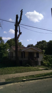 A large tree after completed removal and trimming service by Ike's Lawn & Tree Service in Zephyrhills, FL.