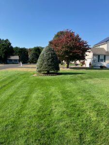 A neatly trimmed conical evergreen tree after expert shaping by Cut'em Up Tree Care of Delaware in Seaford, DE.