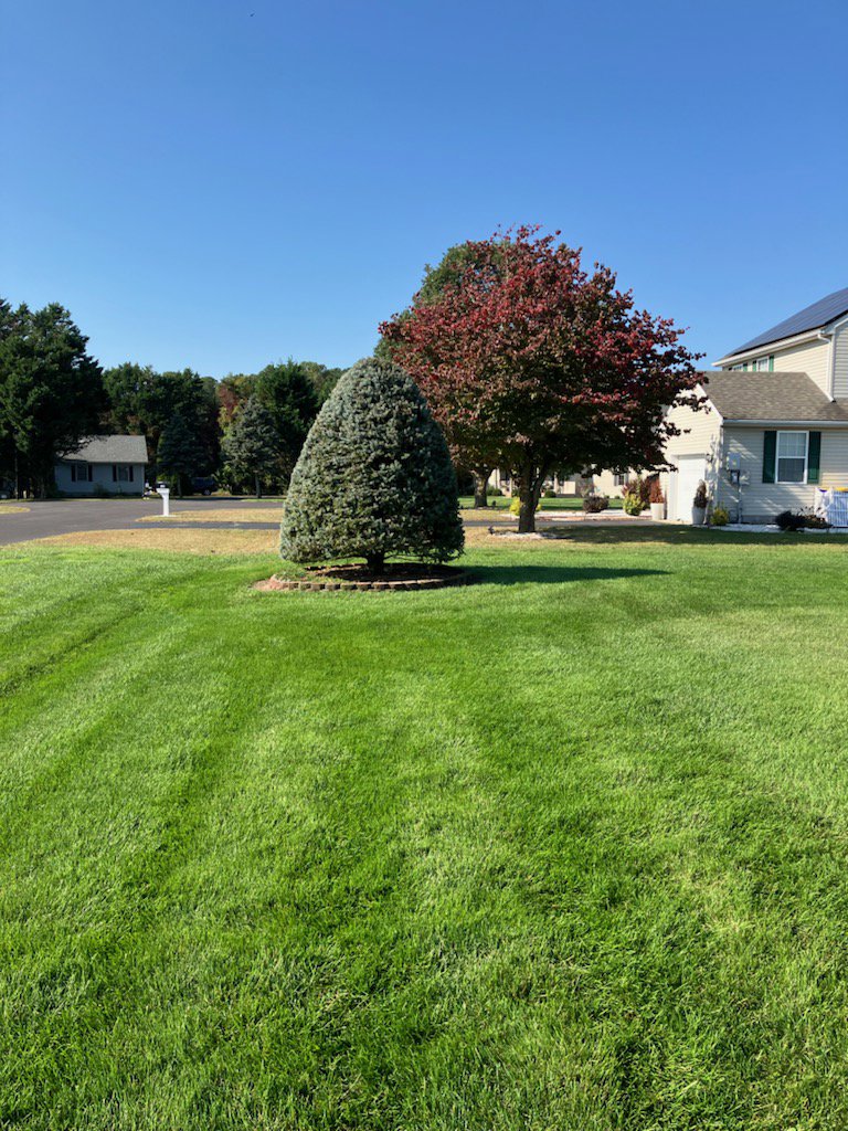 A neatly trimmed conical evergreen tree after expert shaping by Cut'em Up Tree Care of Delaware in Seaford, DE.