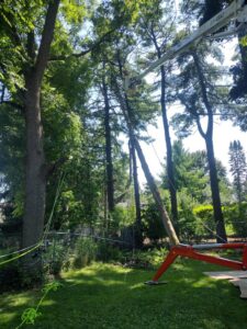 A controlled tree removal in progress using a spider lift and ropes by Cutting Edge Tree Service in Racine, WI.