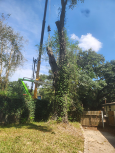 A crane and boom lift working together to remove a tall tree, demonstrating services by Tree Worx in Darlington, PA.