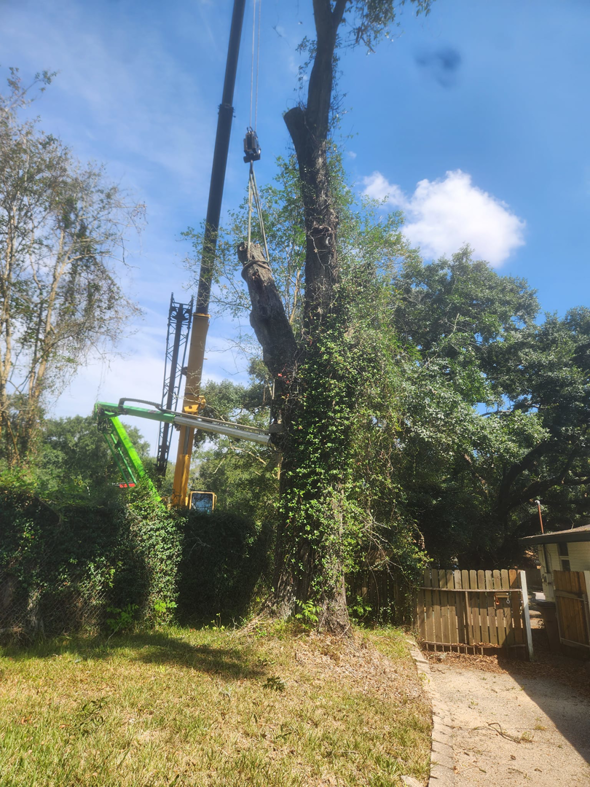 A crane and boom lift working together to remove a tall tree, demonstrating services by Tree Worx in Darlington, PA.