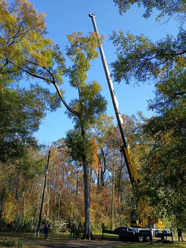A crane and crew working to remove a tall tree at a job site for Fergusons Tree Care, LLC in Baton Rouge, LA.