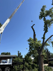 A crane assisting with a complex tree removal, performed by Ace Tree Service in Denver, CO.