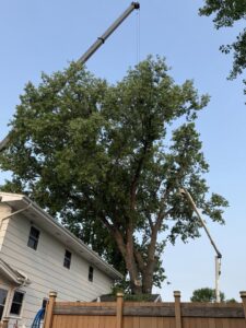 A large tree being removed with crane assistance next to a residential home by Dakota Tree Company in Aberdeen, SD