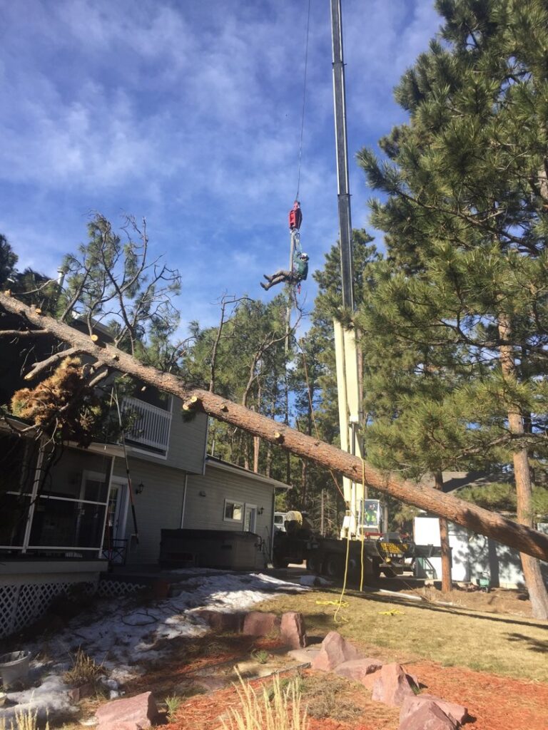 Tree Artisans performing crane-assisted tree removal, lifting a large tree section over a house in Colorado Springs, CO.