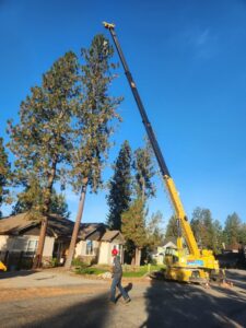 A large crane assisting with tree trimming, with a worker in a bucket at the top, by Loughnan Logging-Tree Service in Spokane Valley, WA.
