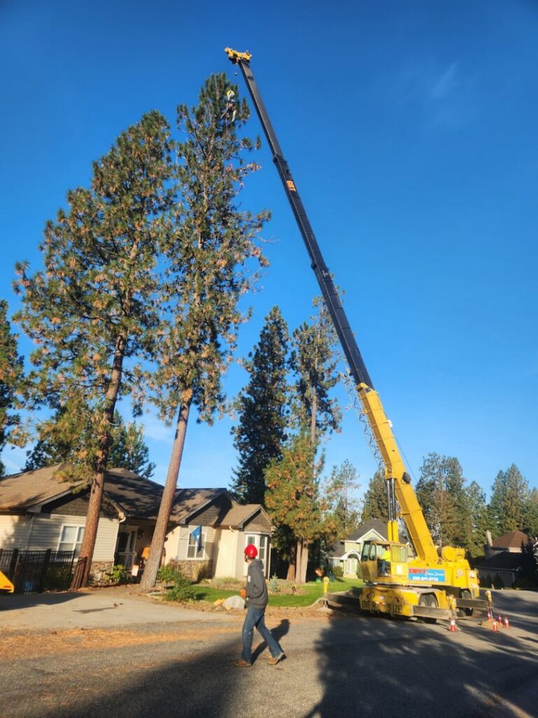 A large crane assisting with tree trimming, with a worker in a bucket at the top, by Loughnan Logging-Tree Service in Spokane Valley, WA.