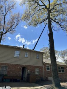 A crane boom extended towards a tall tree next to a house, indicating tree trimming or removal work by Bayview Tree Service in Poquoson, VA.