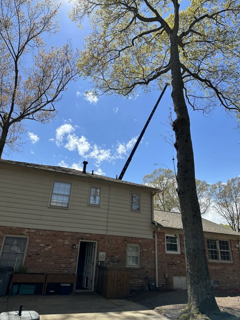 A crane boom extended towards a tall tree next to a house, indicating tree trimming or removal work by Bayview Tree Service in Poquoson, VA.