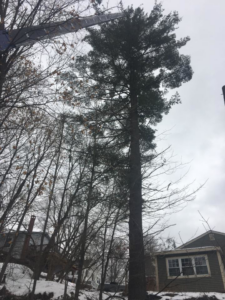A crane boom extended near a tall pine tree during a tree service job by C C's Tree service in Berlin Corners, VT.