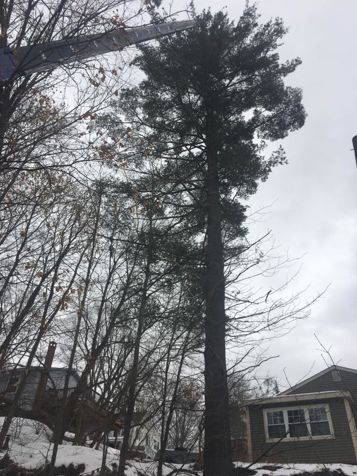 A crane boom extended near a tall pine tree during a tree service job by C C's Tree service in Berlin Corners, VT.