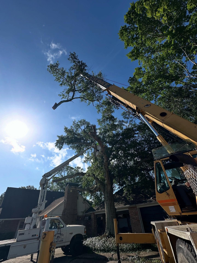 A crane and bucket truck working together on a tree removal project for ABC TREE CO. in Baton Rouge, LA.