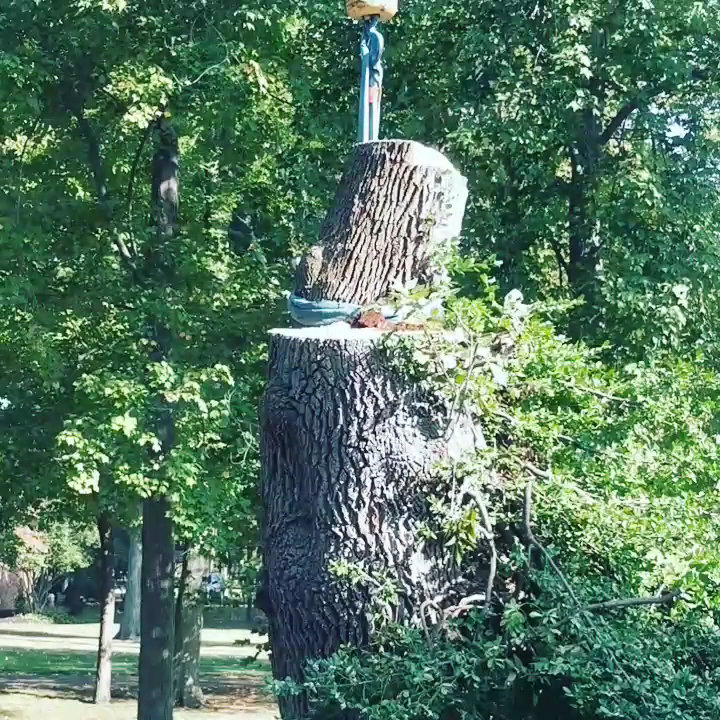 A crane lifting a large, freshly cut tree stump from the ground during a removal project by Hercules Tree Service in Akron, OH.