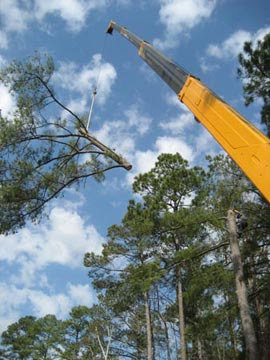 A crane lifting a large tree branch during a tree removal operation by State Tree Services, Inc in Sumter, SC.