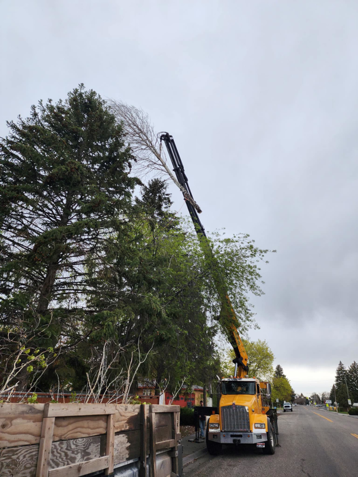 A crane truck lifting a large tree branch over a street during a tree removal by Ashton Tree Service in Rexburg, ID.