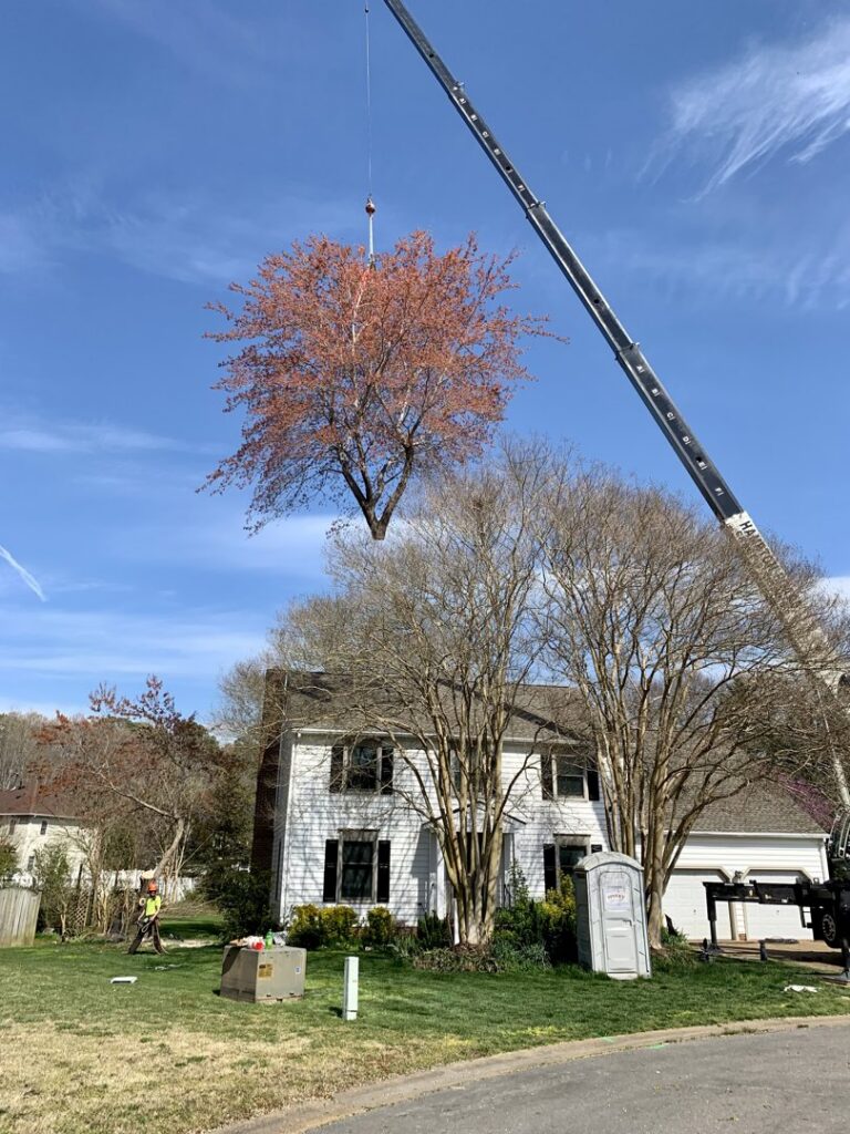 A large crane lifting a tree over a residential house during a tree removal job by Bayview Tree Service in Poquoson, VA.