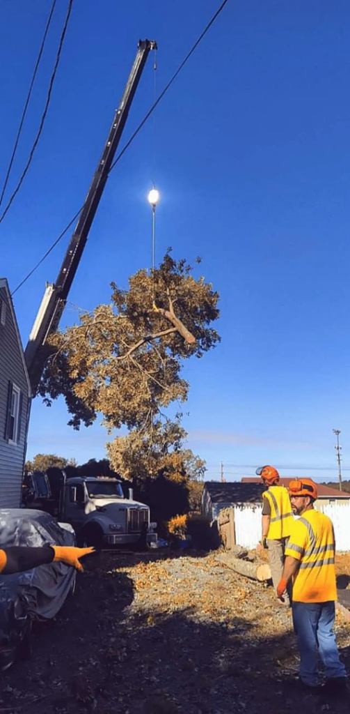 A crane lifting a large tree section during removal by 365 Trees in East Providence, RI.