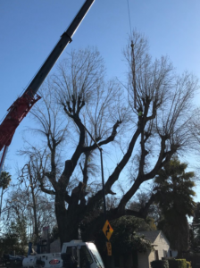 A crane lifting a large section of a tree during removal by Bud's Tri County Tree Service in West Sacramento, CA