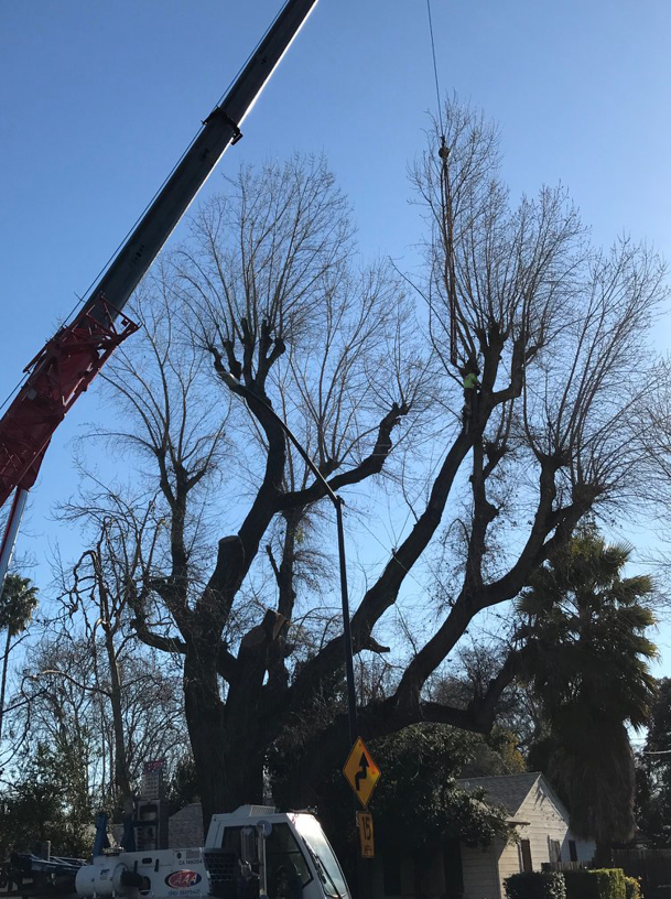 A crane lifting a large section of a tree during removal by Bud's Tri County Tree Service in West Sacramento, CA