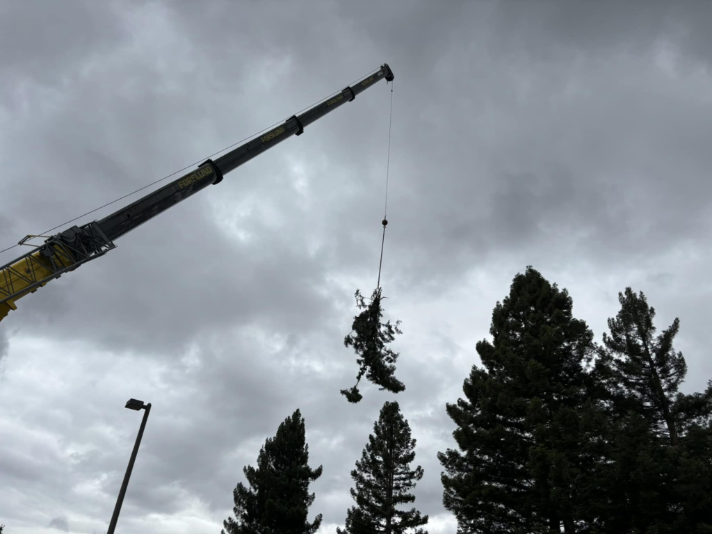 A crane lifting a large section of a tree during removal by Caudle's Tree Service in Salem, OR
