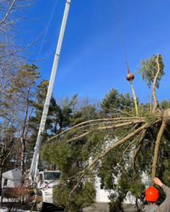 A crane lifting a large section of a pine tree during a removal job by Haslam Tree Service Inc. in Feura Bush, NY.