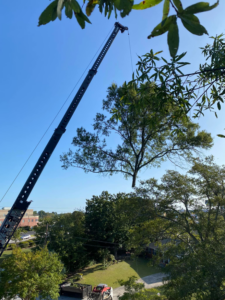 A large crane lifting a significant section of a tree during a removal operation by Infinity Tree Service in Augusta, GA.