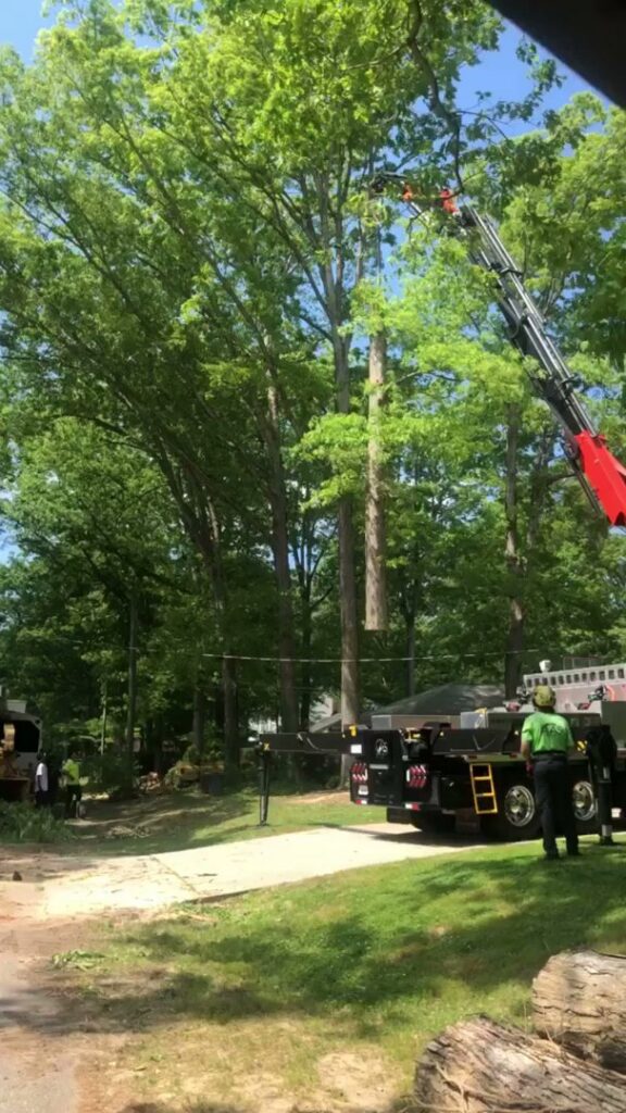 A crane lifting a large section of a tree during a removal operation, with a worker on the ground, by J&J's Tree & Lawn in Portsmouth, VA.