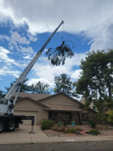 A crane lifting a large tree section over a residential house during removal by Valley Tree Masters in Chandler, AZ
