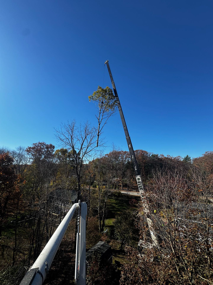 A large crane lifting a section of a tree during a removal project by Malec Tree Service in Harrisville, RI